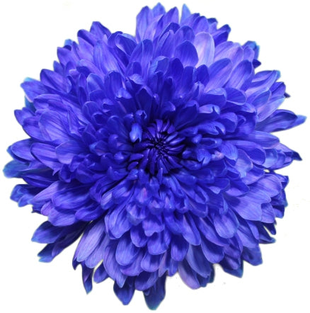 10 Mono Chrysanthemen bemalt dekorativ