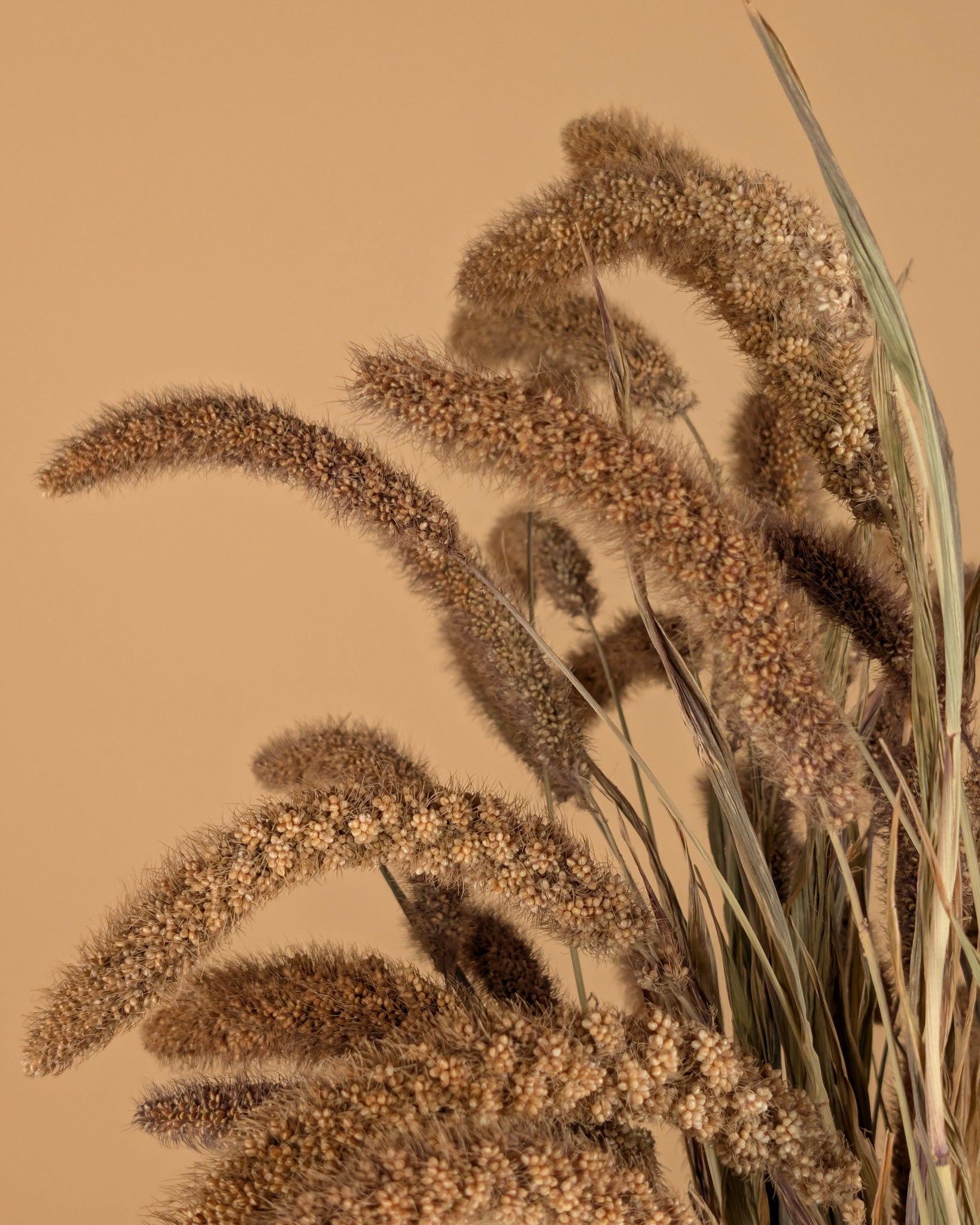 Setaria italica séchée