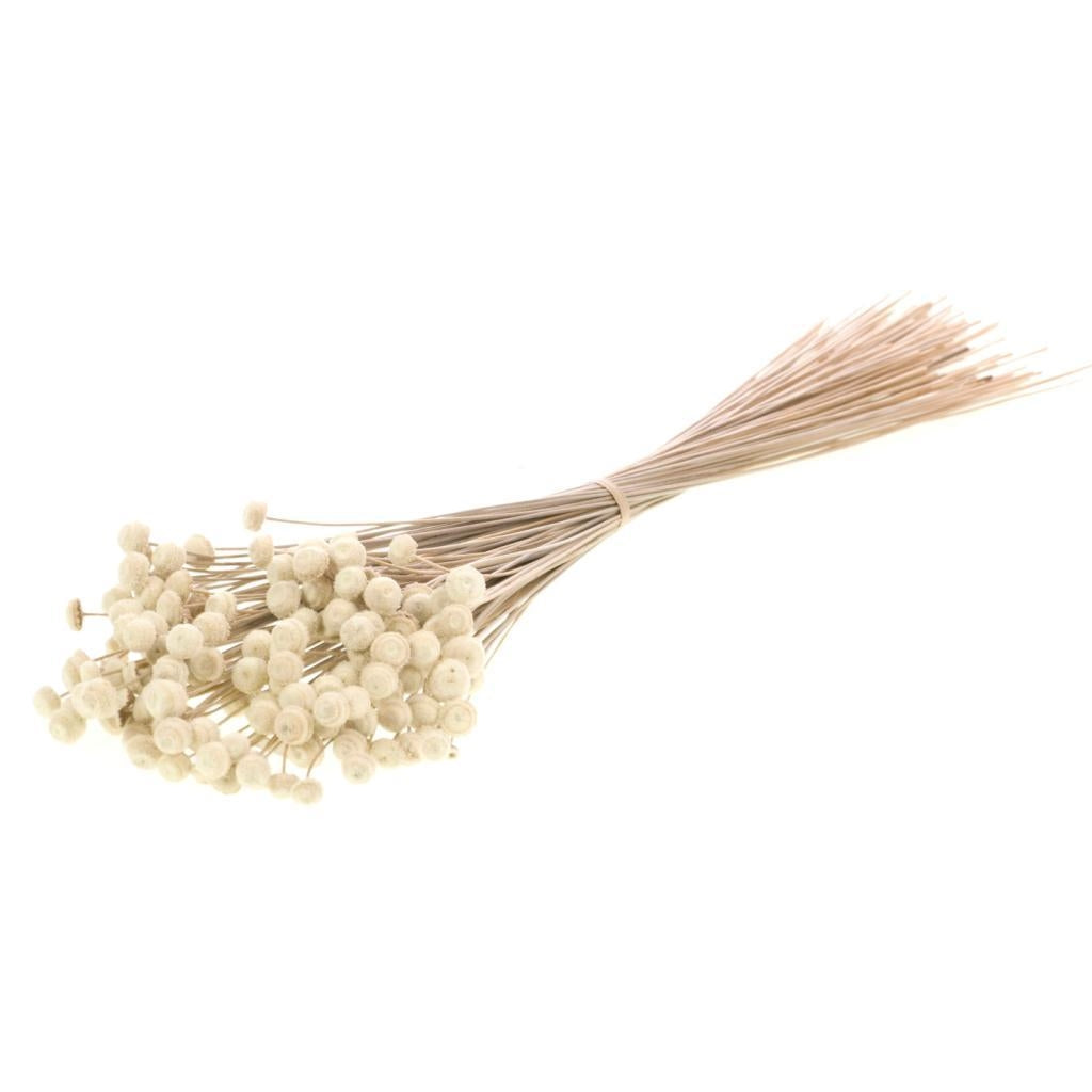 Gedroogde botao – naturel wit