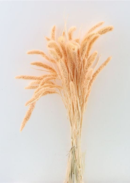Dried setaria bleached Terra
