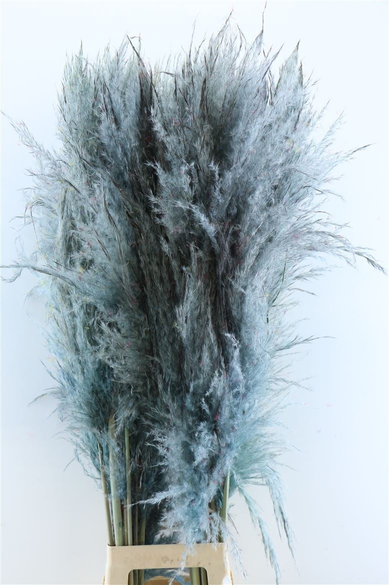 Pampas Grass Light Blue Slim Soft Plumes séché