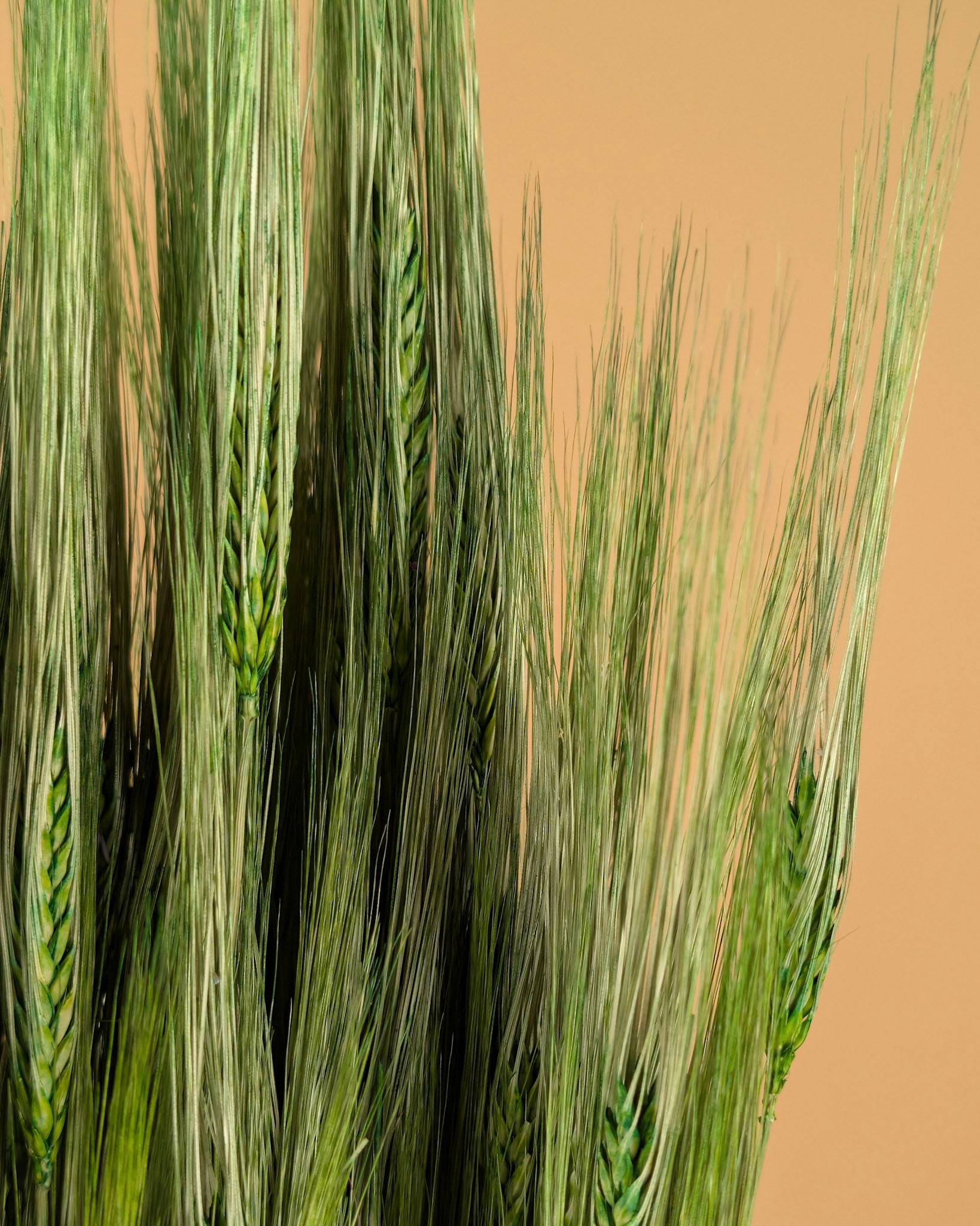 Barley green 70cm
