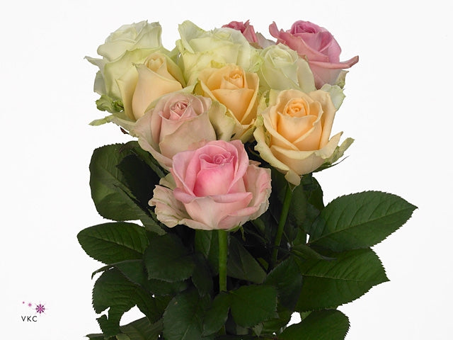 Bouquet de 10 grandes roses d'avalanche à flux couleurs pastel