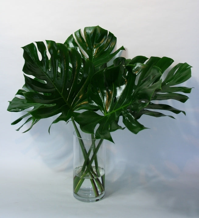 5 Monstera Blatt