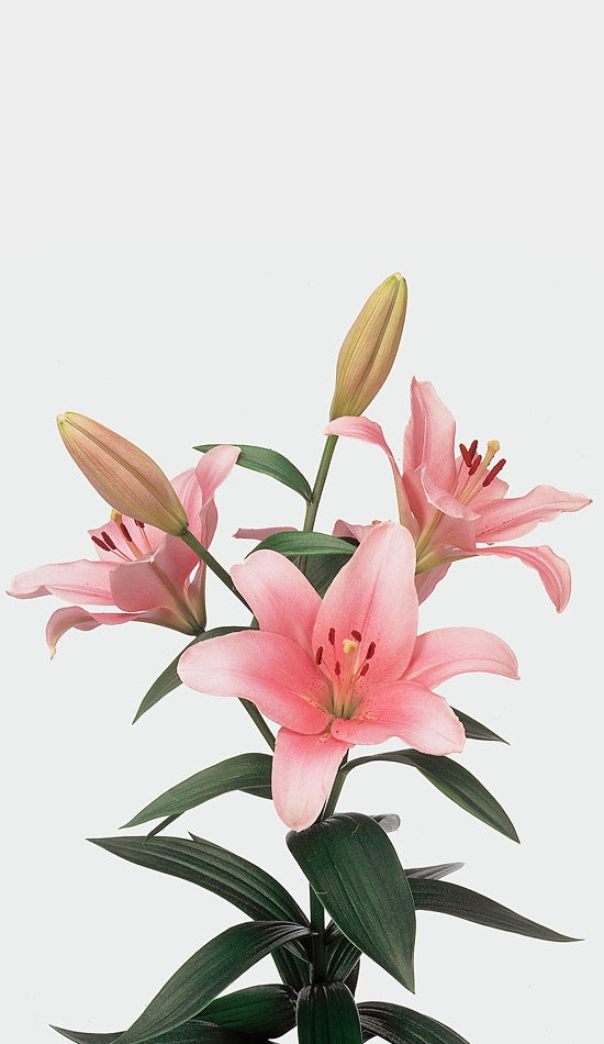 10 Lilien asiatisch in verschiedenen Farben 4 + Blumen