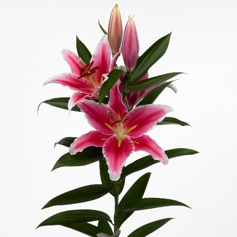 10 Lelies orientalische 4+ Blüten