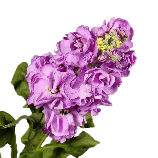 10 Matthiola (Veilchen)