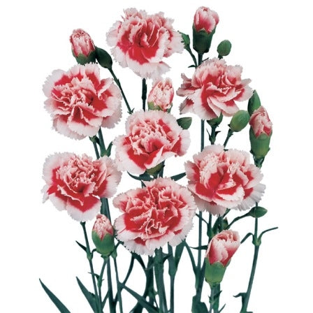 10 Trosanjers Bicolor in verschiedenen Farben.