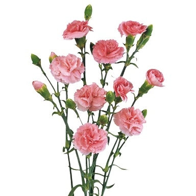 10 Trosanjers in verschiedenen Farben