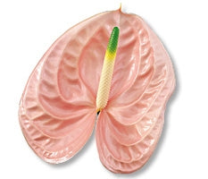 12 Anthurium in verschiedenen Farben