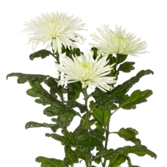 10 Mono Chrysanthemenspinne verschiedene Farben