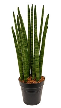 Tour de Sansevieria dans le pot de culture