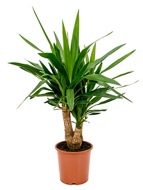 Yucca s'est ramifiée dans le pot de culture