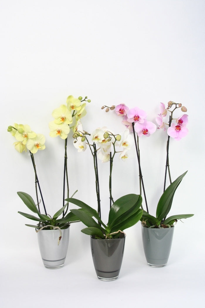 Phalaenopsis 2 branches dans un spot de verre de couleur gris
