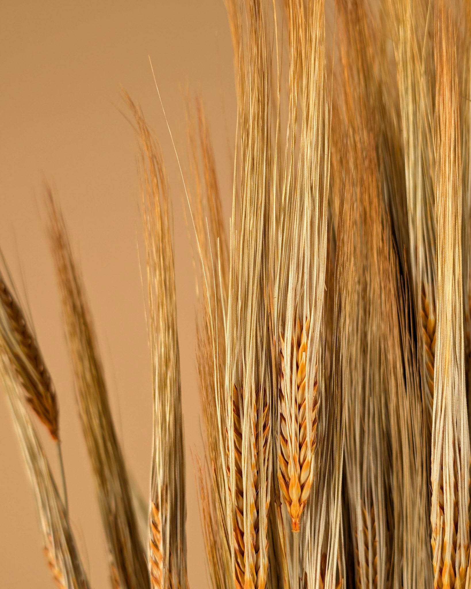 Barley orange 70cm