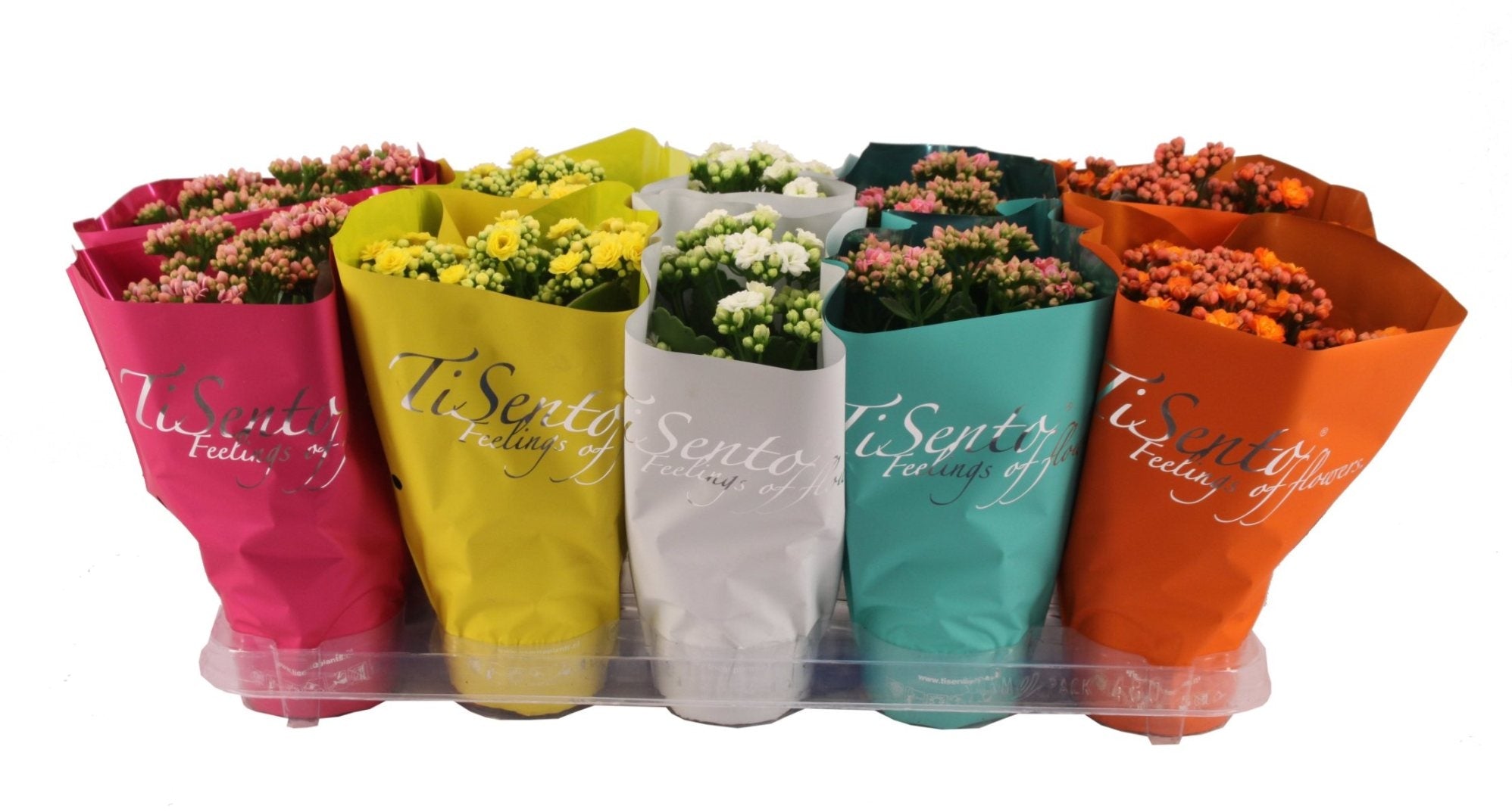 Kalanchoe calandiva mélange dans un plateau d'enchères