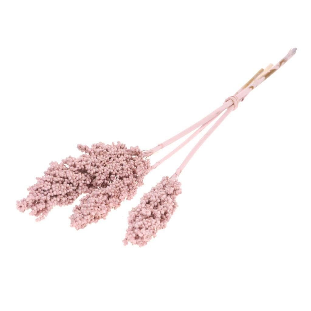 Indisches Maisrosa getrocknet