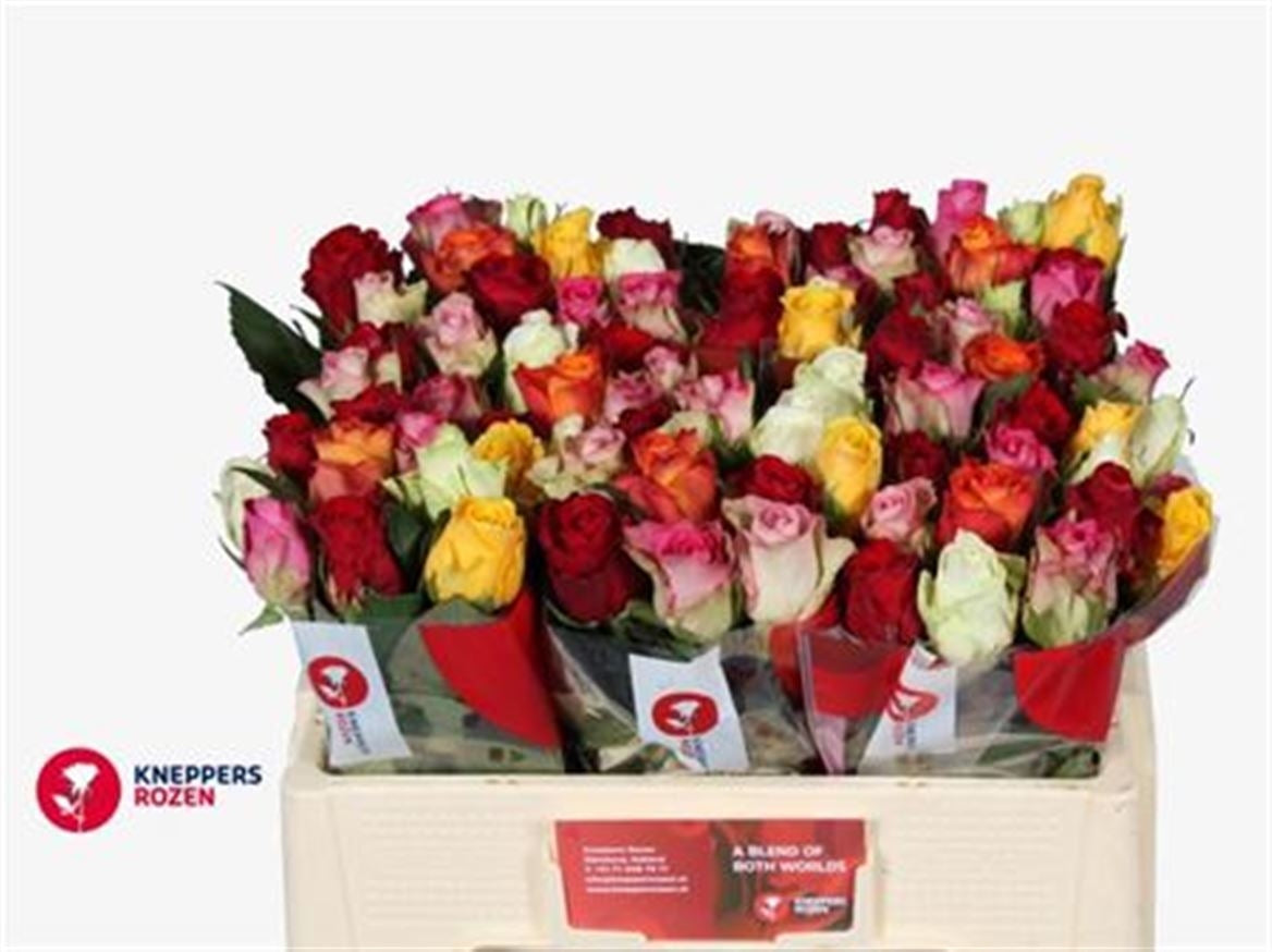20 Rozen middel grootbloemig mixen 40 cm