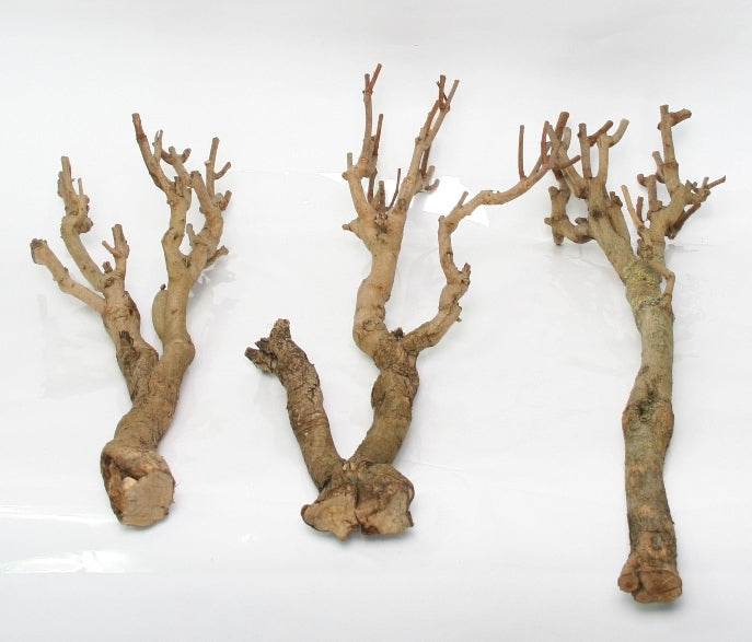 Branche de la série ramifiée par branche