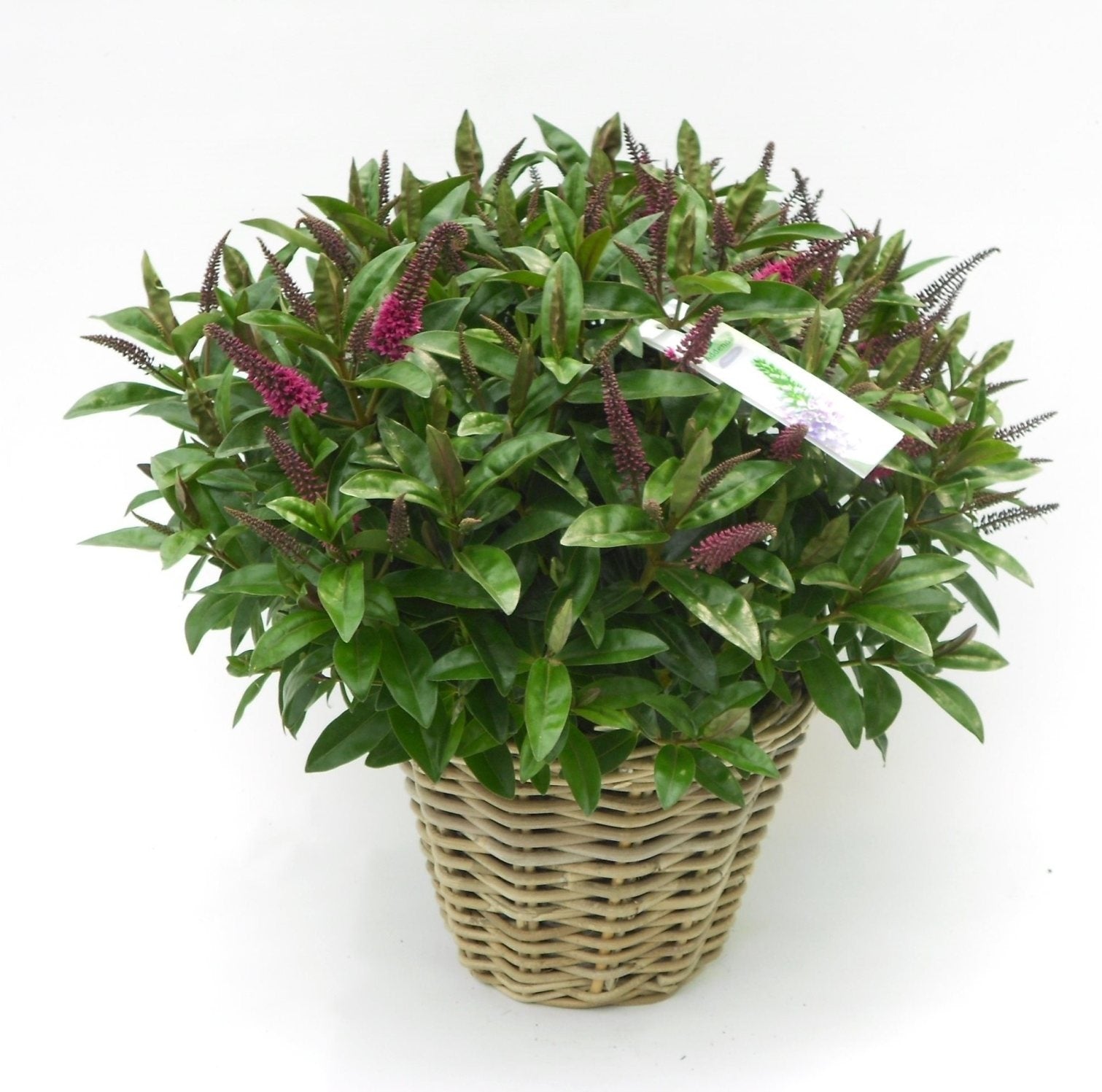 Hebe flowering bush in a rattan basket