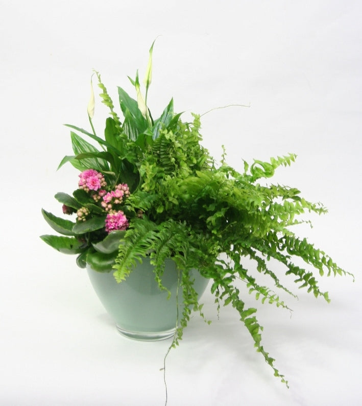 Bol en verre de couleur de protège fabriquée avec des plantes