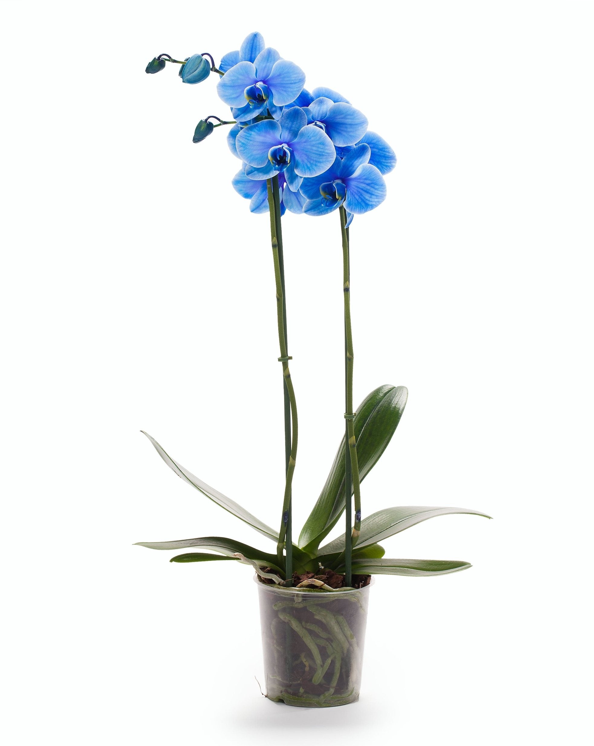 Phalaenopsis bleu avec 2 branches peintes