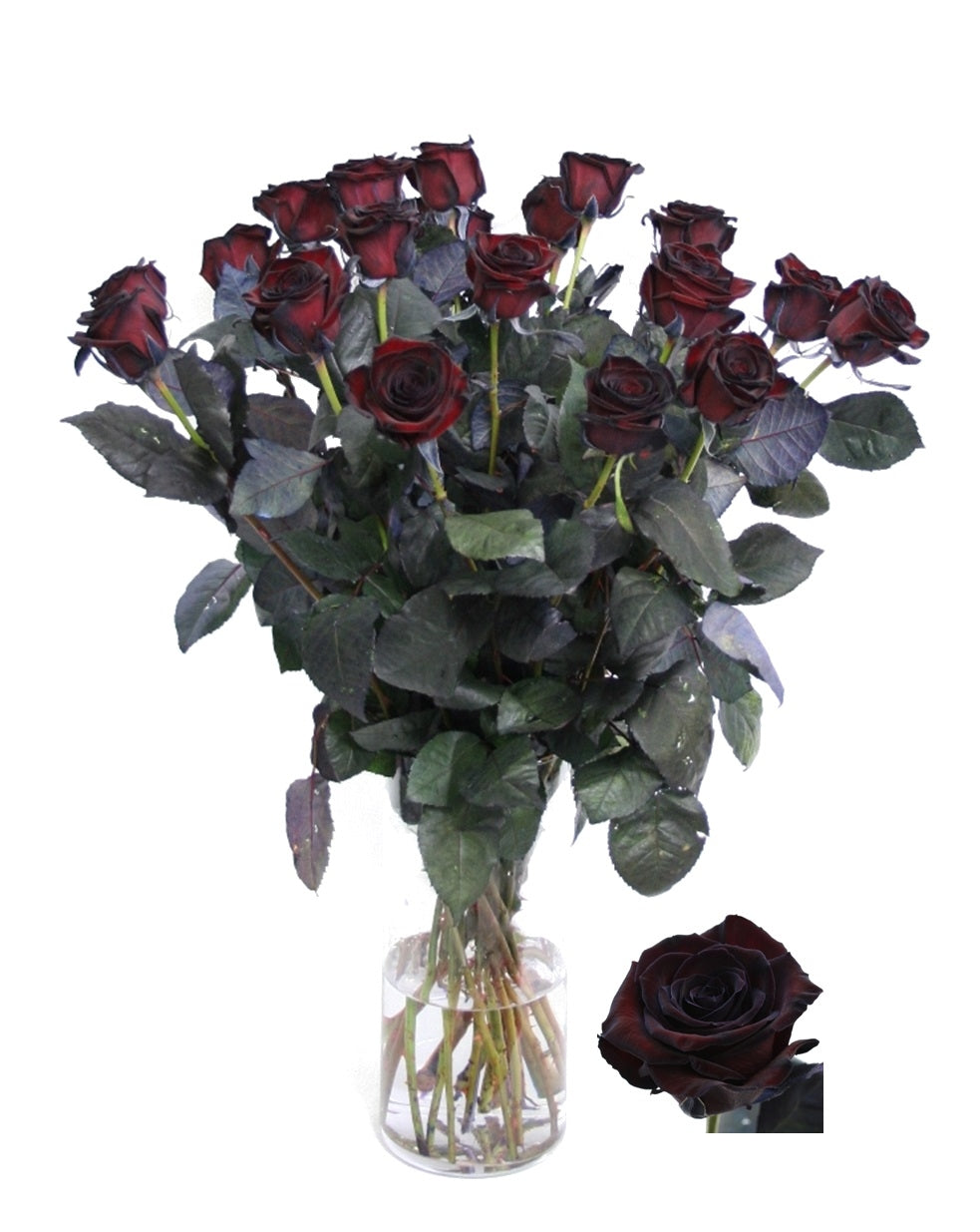 Roses noires grandes roses peintes noires à flux