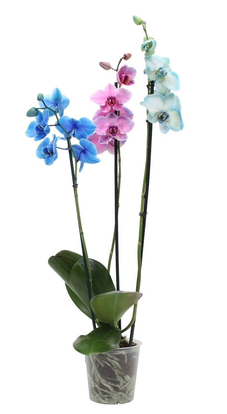 Phalaenopsis carnival with 3 branches painted