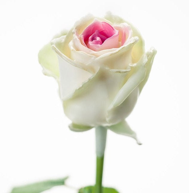Bouquet de roses de cire blanc avec noyau rose