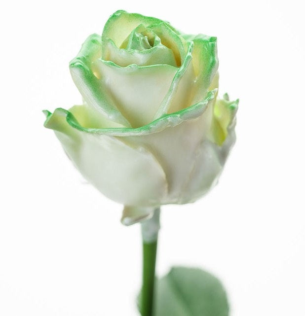 Bouquet de roses de cire blanc avec un rougissement vert