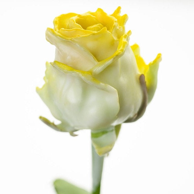 Bouquet de roses de cire blanc avec un fard à joues jaune