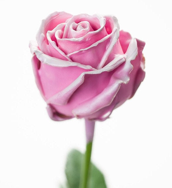 Bouquet de roses de cire rose avec un fard à joues blanche