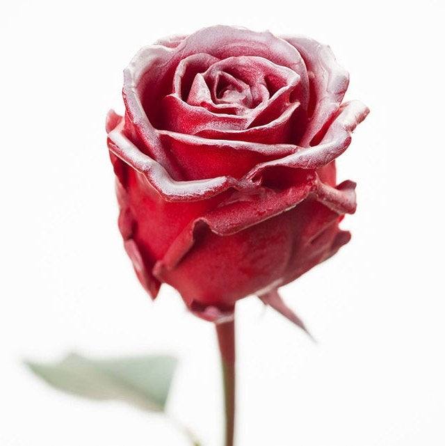 Bouquet de roses de cire rouge avec un rougissement blanc