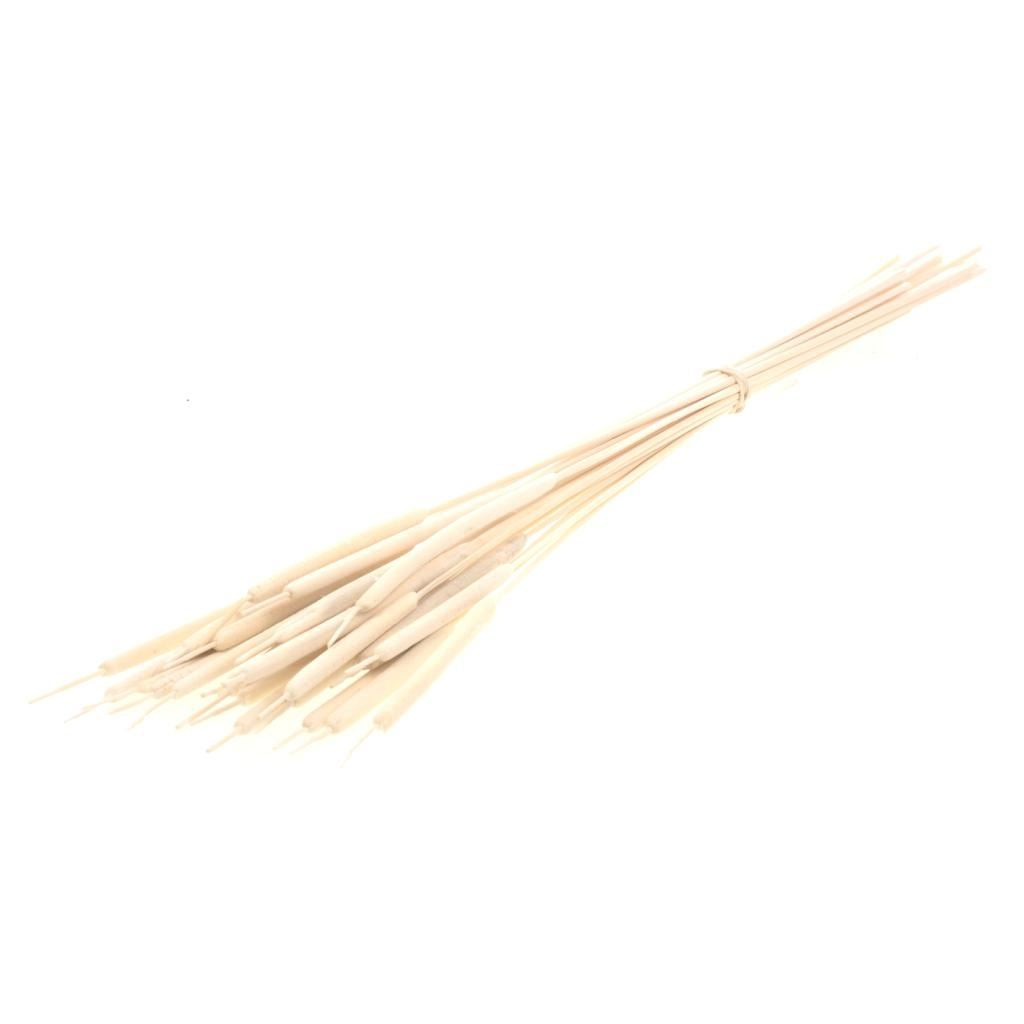 Typha Rietsiger narrow and bleached (Lisdodde)