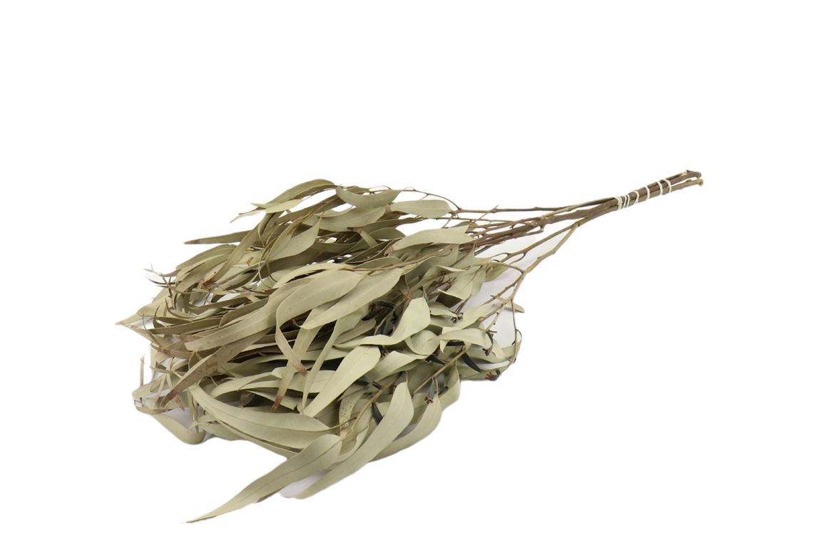 Eucalyptus laisse séché