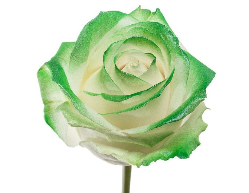 Bouquet de longues roses blanches avec une fard à joues verte