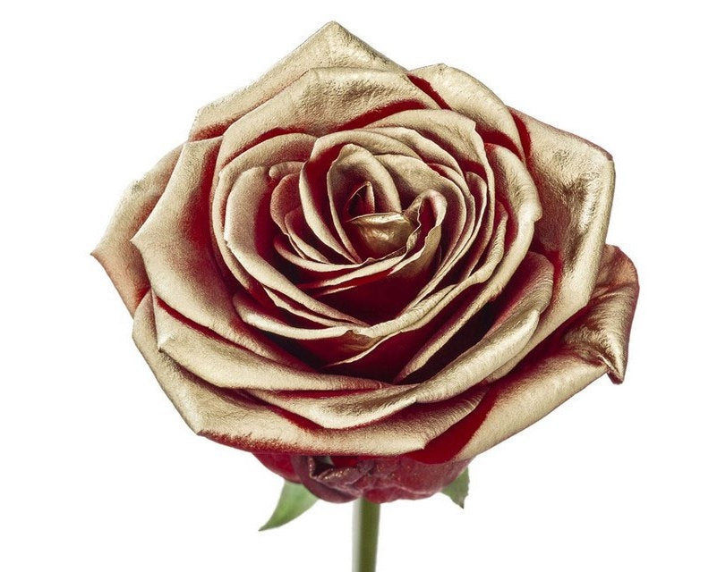 Bouquet of long red roses with golden blush