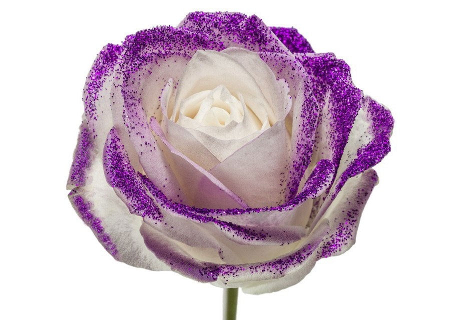 Bouquet of long white roses with purple glitter