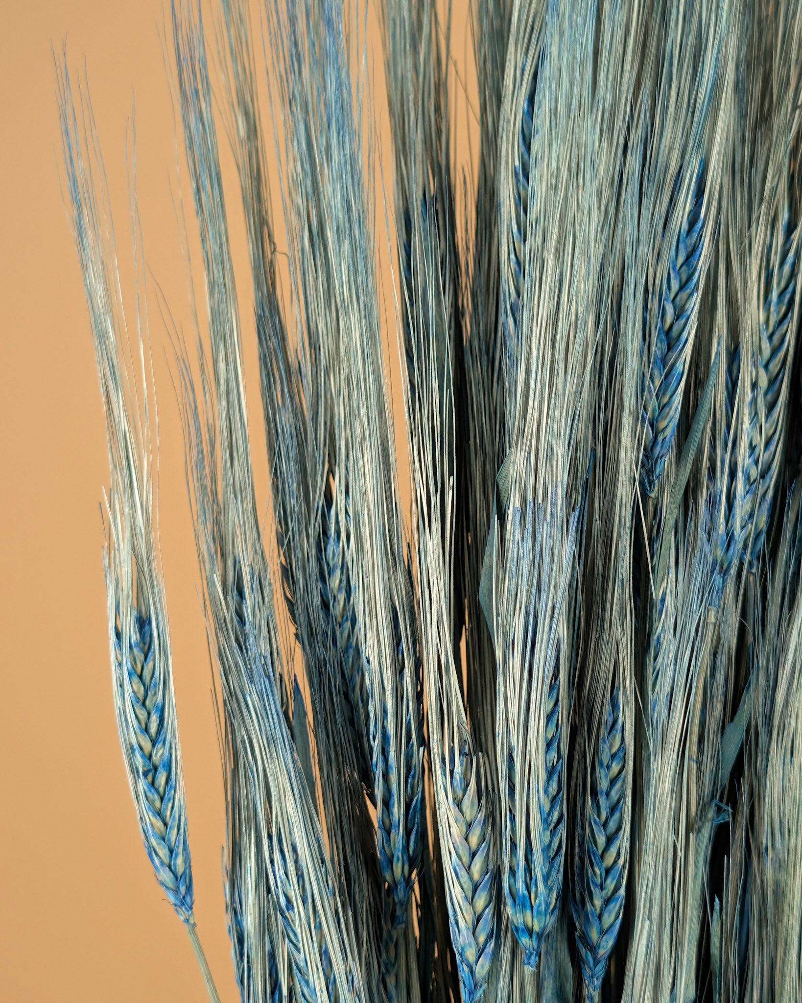 Barley blue 70cm
