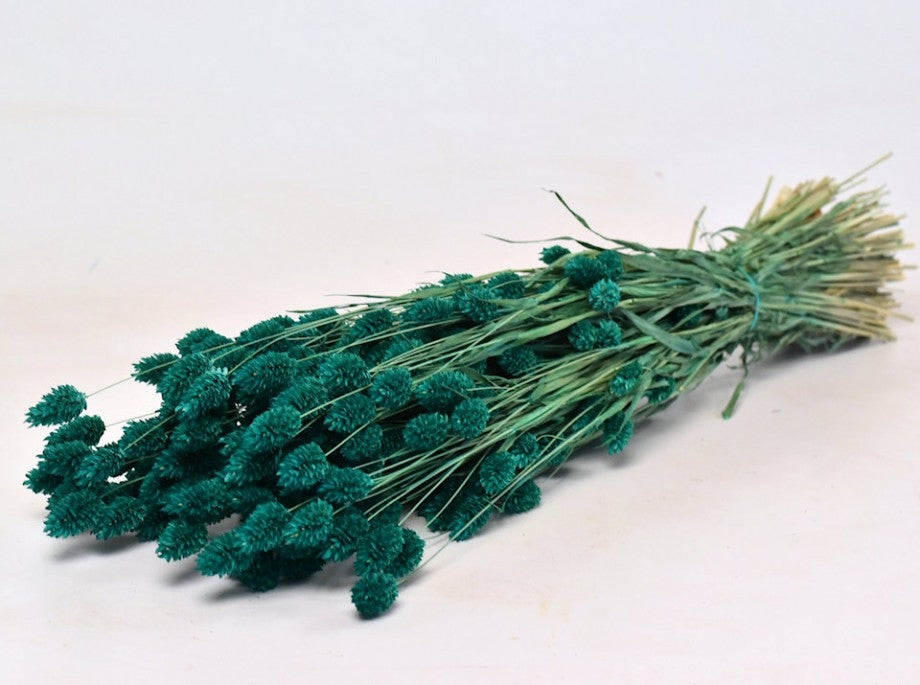 Vert à essence de couleur séchée aux phalararis