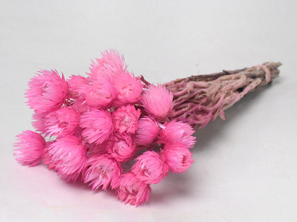 Helichrysum vestitum pink