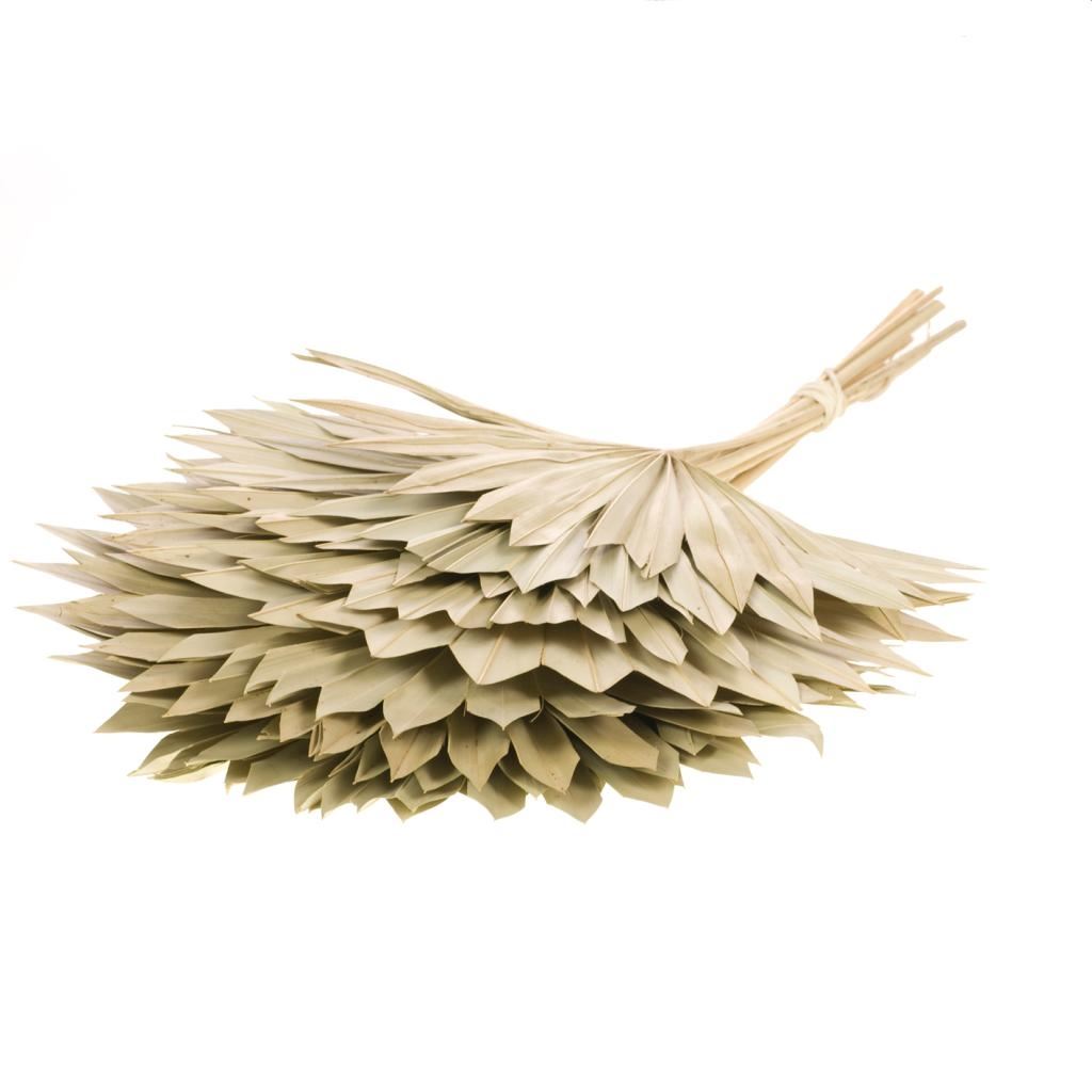 Gedroogde palm sun spear – naturel