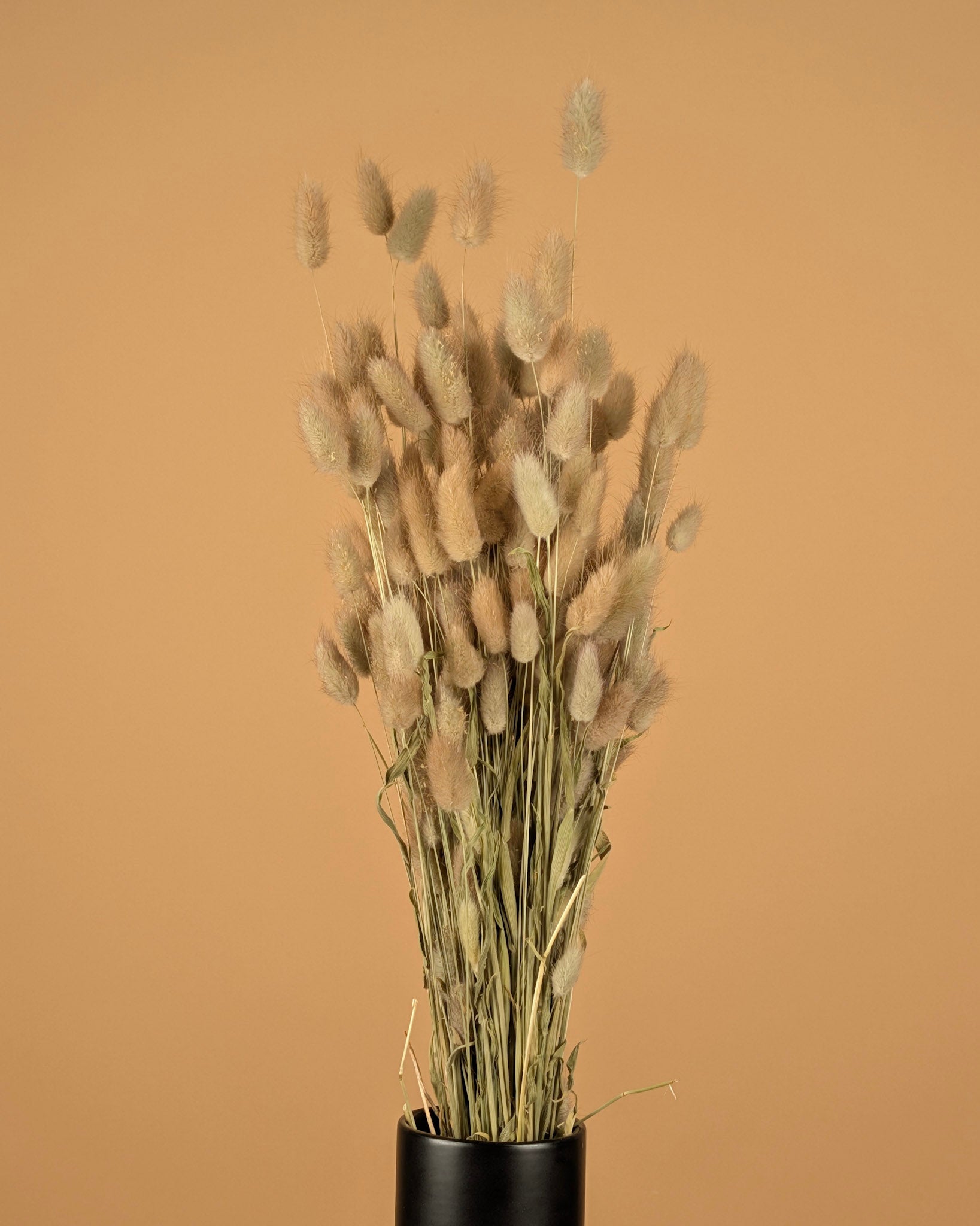 Lagurus ovatus séché (Hazenstaart)