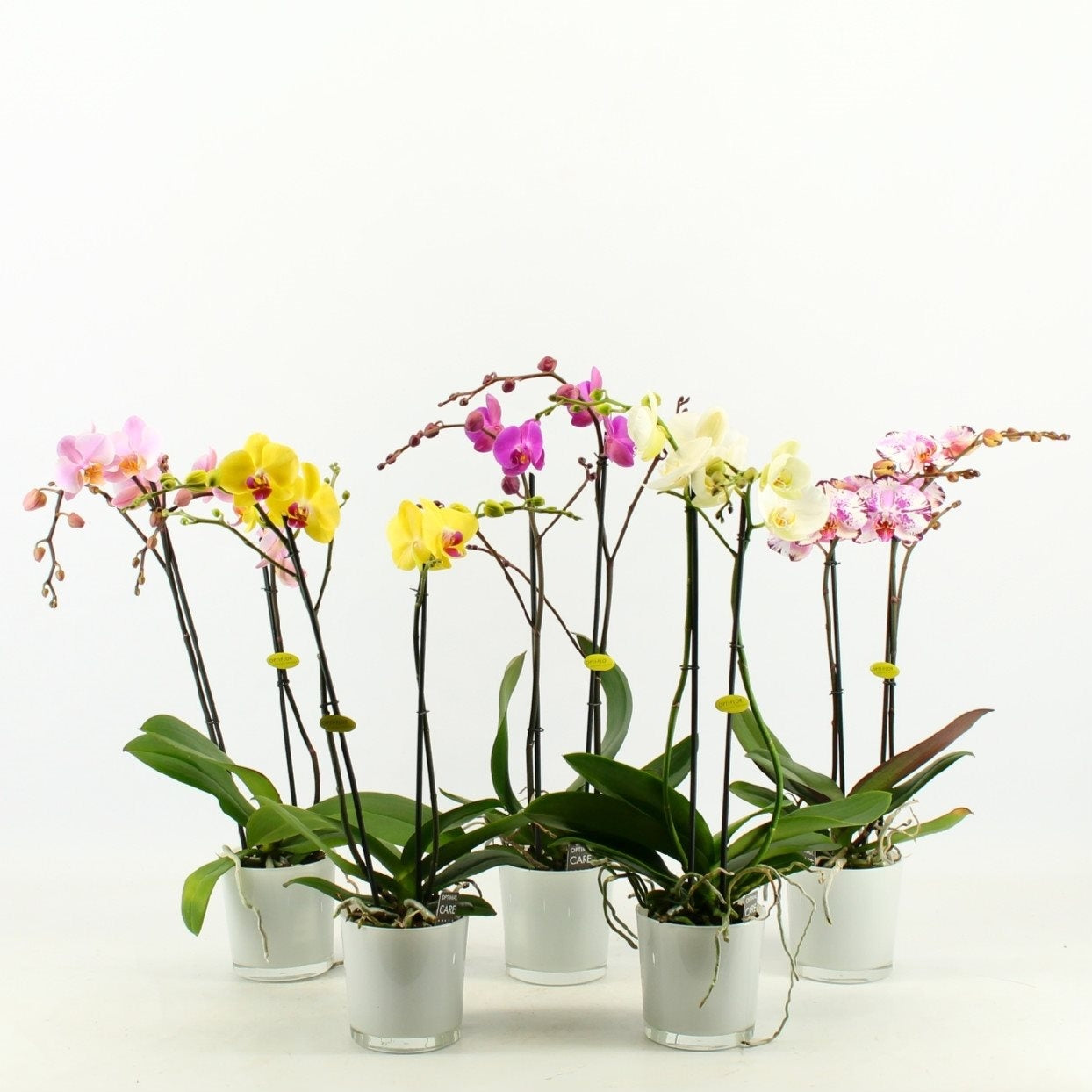 Phalaenopsis 2 takken in een witte glaspot