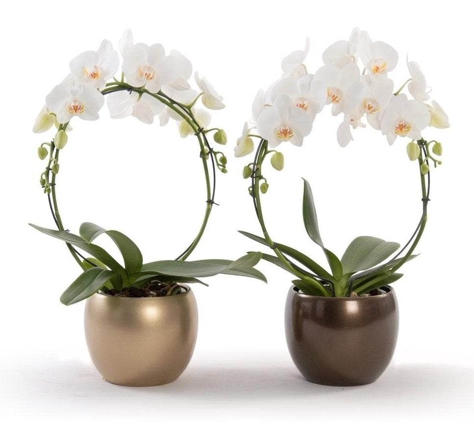 Phalaenopsisis blanc arc dans un pot de bulbe en céramique