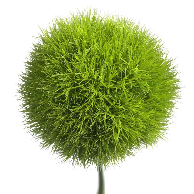 25 Dianthus Barbatus groen