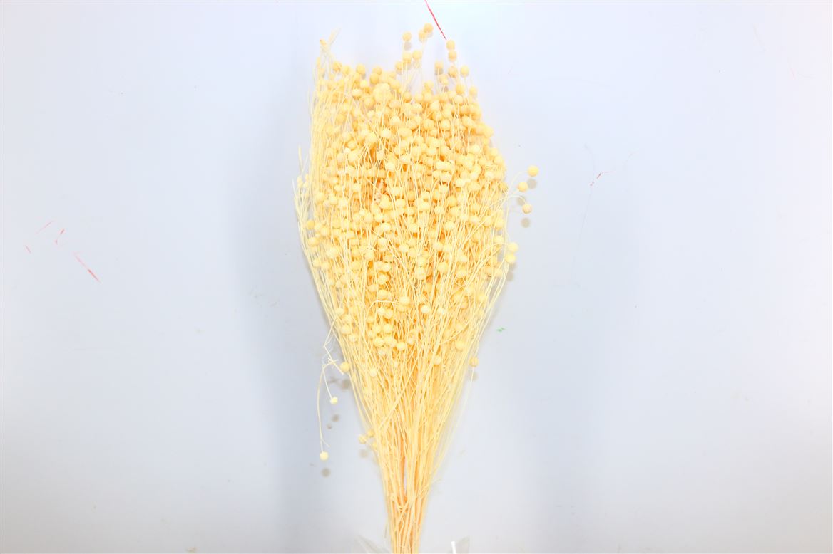 Dried Lino Vlas (Linum) bleached