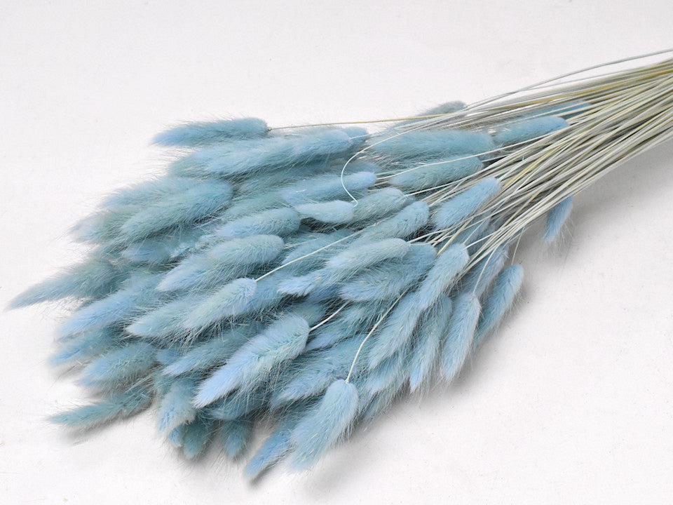 Lagurus Pastellblau 65 cm