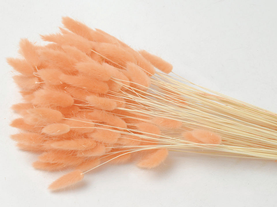 Lagurus Pastell Persik 65 cm