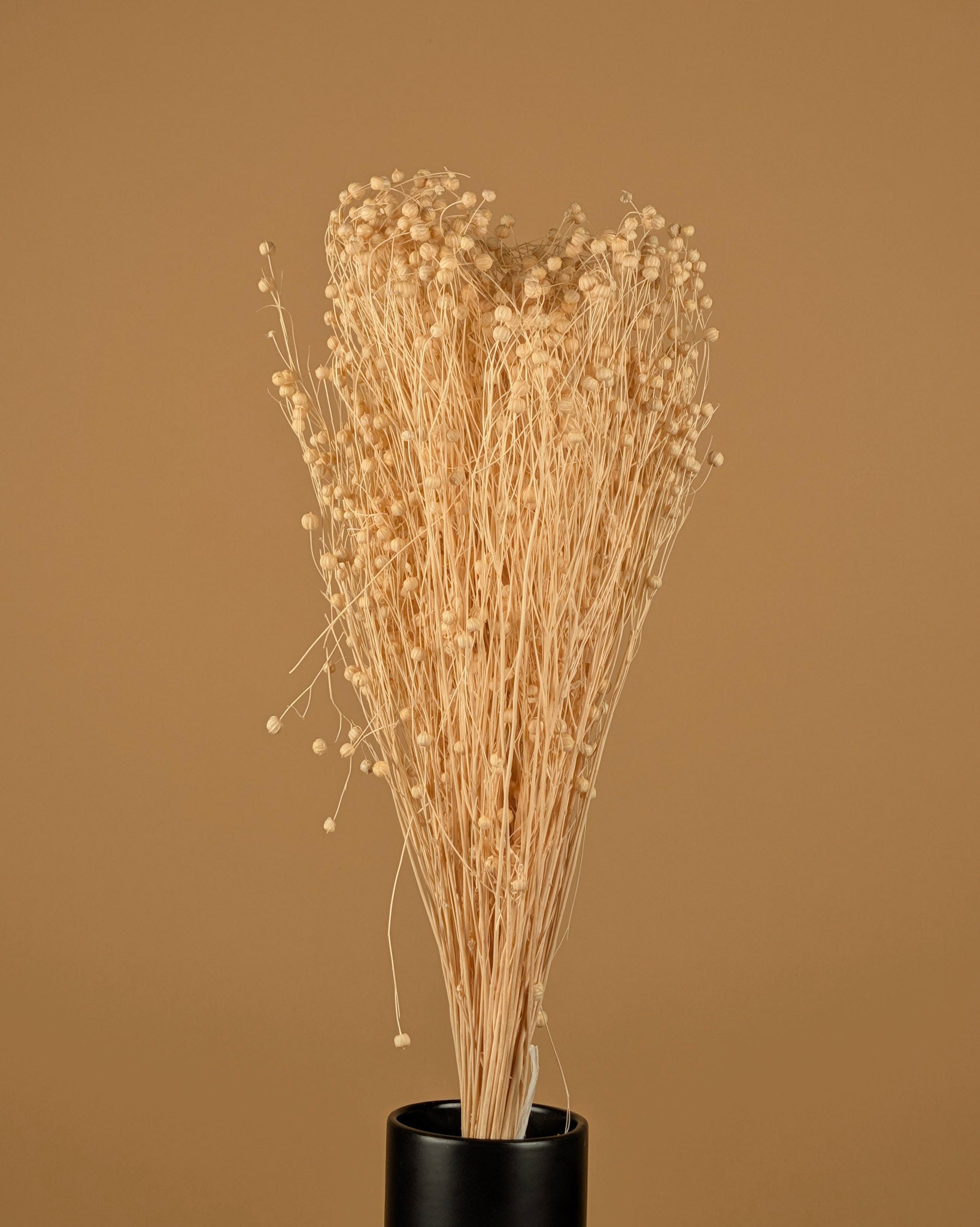 Dried Lino Vlas (Linum) bleached